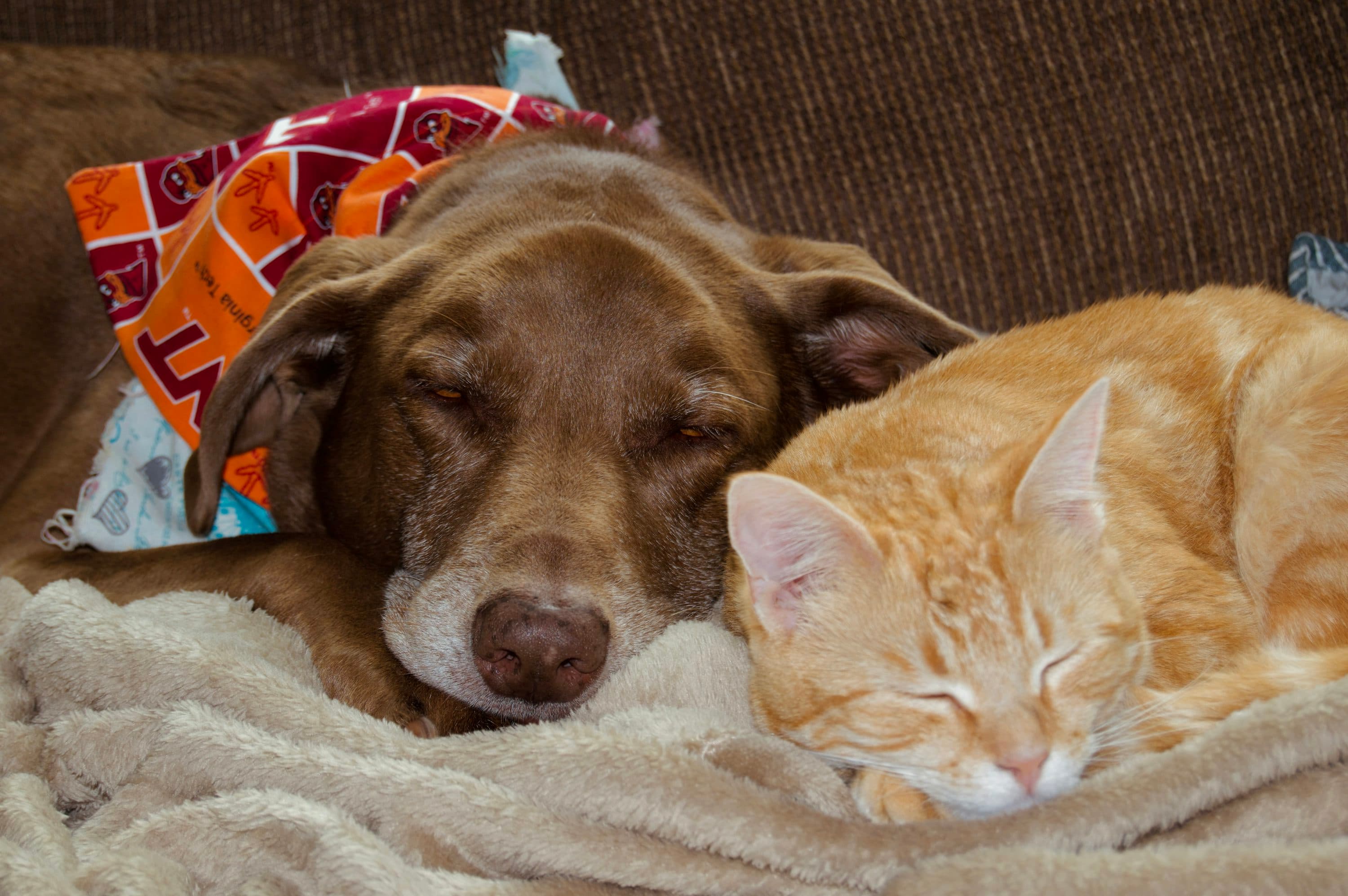 A brown dog and an orange cat sleeping side by side on a sofa.